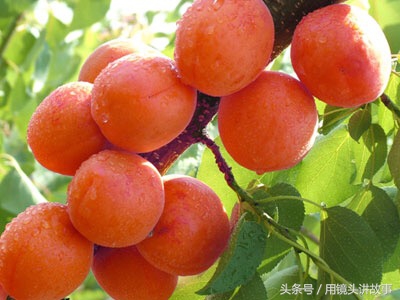 洋县的名片大全,乾县名片