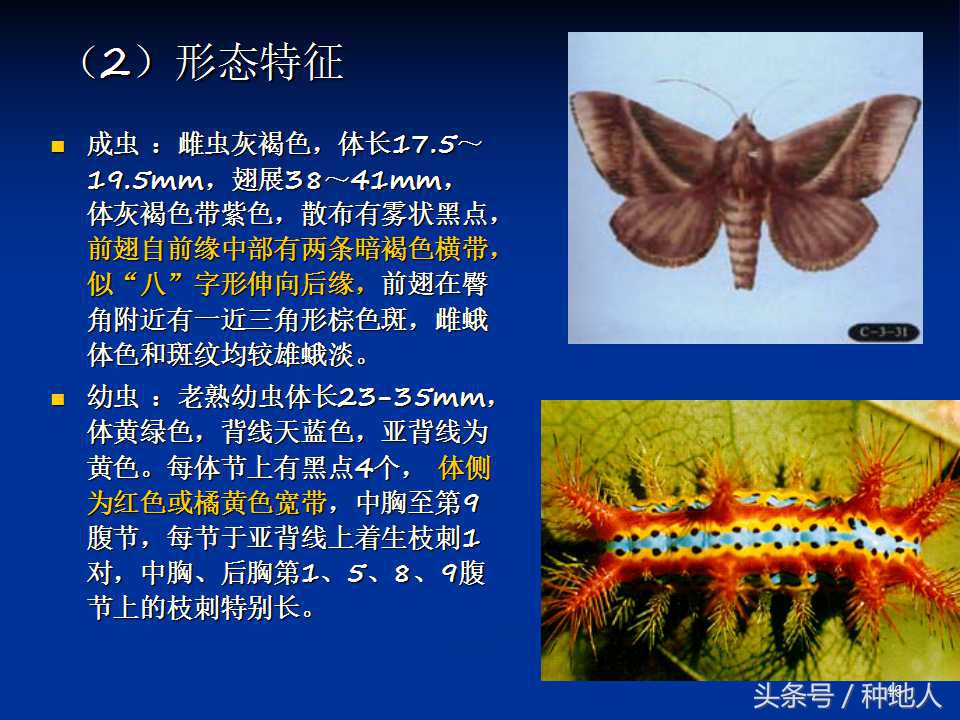 会吃叶子的虫子有哪些,哪些虫子爱吃树叶虫