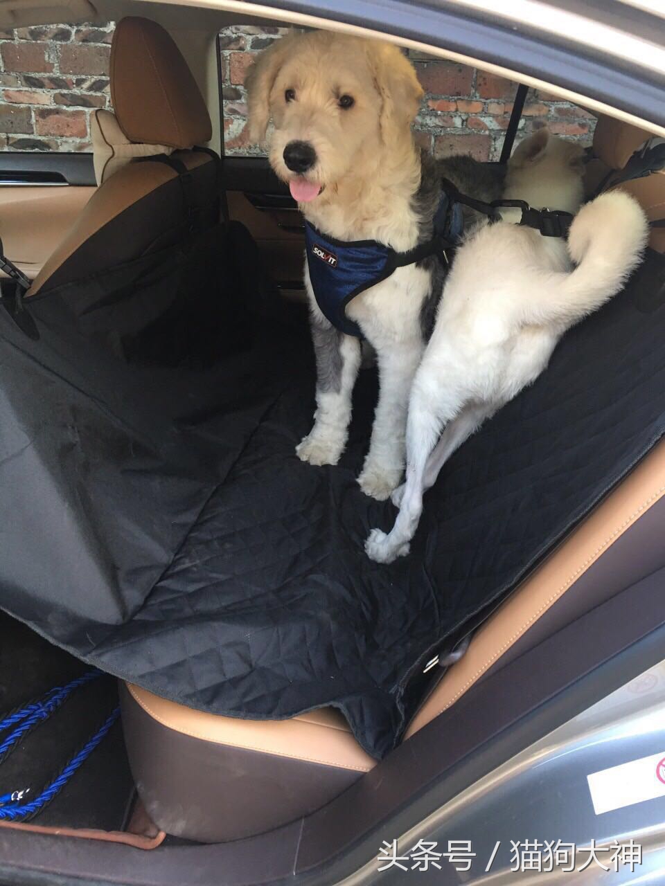 没想到捡到的流浪狗这么聪明懂事,偶然发现的流浪狗