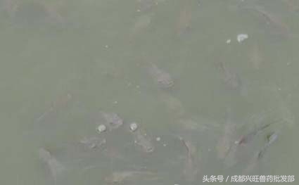 寒潮对广西的罗非鱼有影响吗,养殖罗非鱼抗冷吗