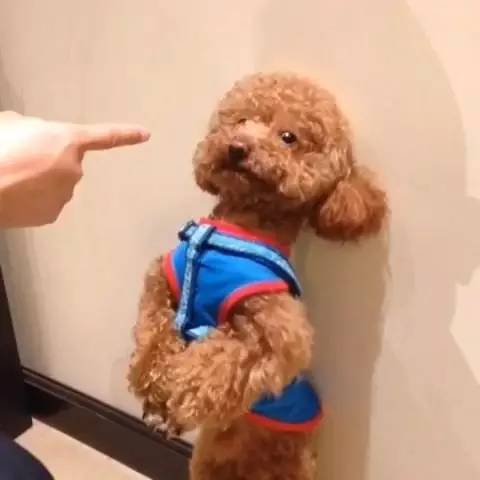 鍋氬畬鍧忎簨灏辫窇鐨勭嫍,鍋氫簡鍧忎簨瑁呭偦