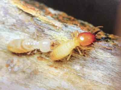 仓山白蚁防治方法有哪些,仓山白蚁怎样防治