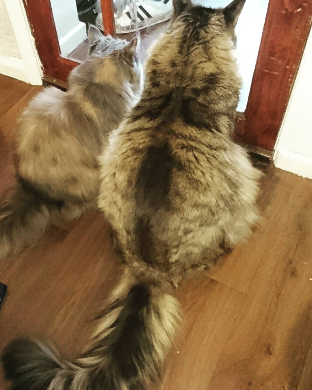 世界上最大的十种猫排名,打破吉尼斯纪录的猫