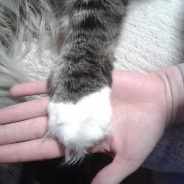 世界上最大的十种猫排名,打破吉尼斯纪录的猫