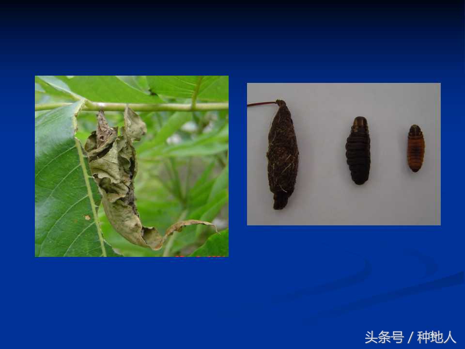 会吃叶子的虫子有哪些,哪些虫子爱吃树叶虫