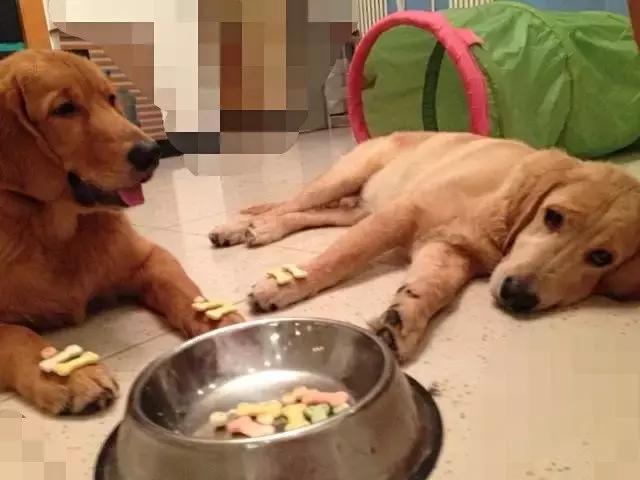 狗狗爱捡东西怎么回事,狗狗爱乱叼东西怎么办啊