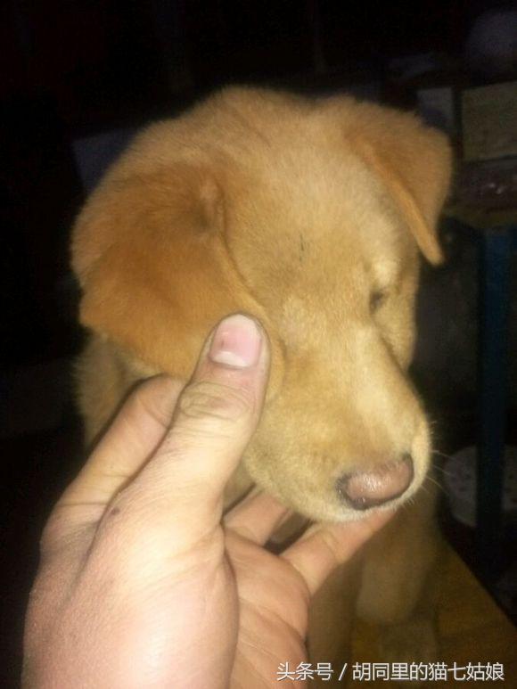 网友花了1500买到的一只纯种金毛,纯种金毛和双血统金毛有什么区别