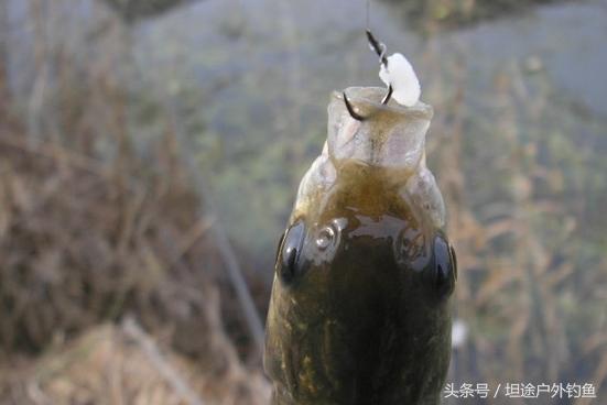关于钓鱼用饵料的说明,钓鱼开饵料心得
