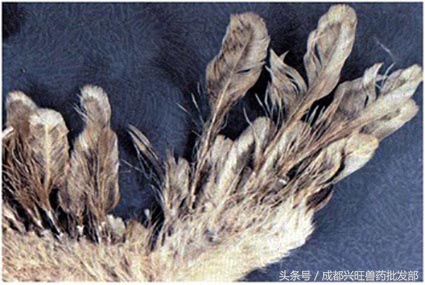 根据鸡的样子判断鸡的死亡原因,鸡羽毛蓬松翅膀下垂是什么病