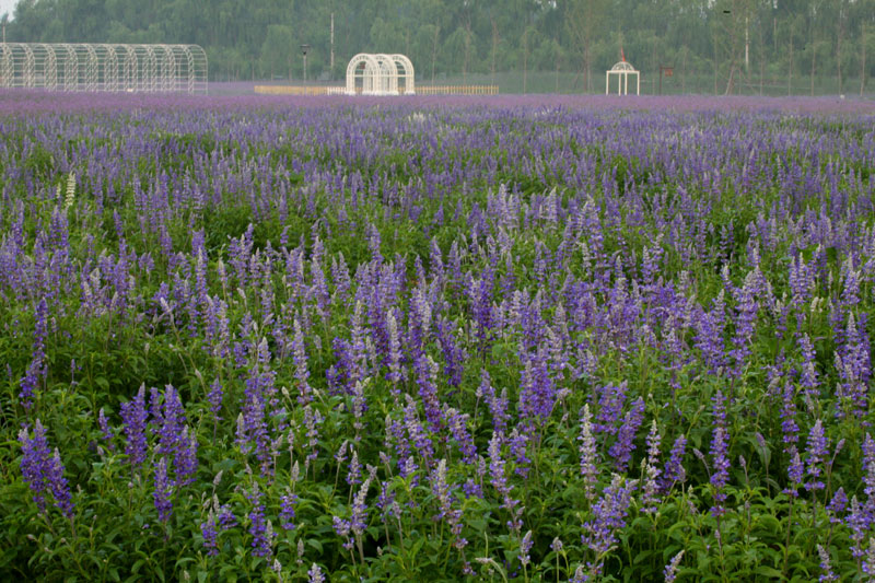 最美薰衣草庄园,中国最大的薰衣草庄园