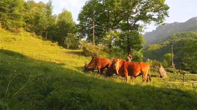 神农架自然保护区旅游攻略,神农架秘境演出值得看吗
