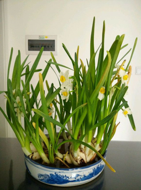 水仙不够绿怎么办,水仙养土里不开花怎么回事