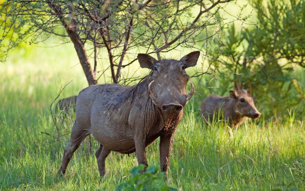 野猪下山进村庄捕猎农户家鸭子,野猪成群下山祸害村民