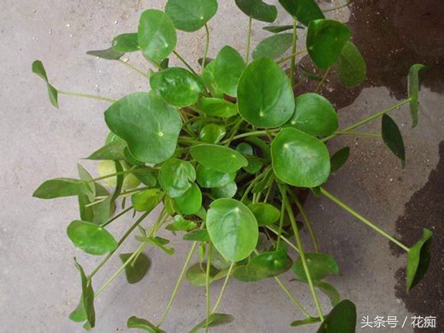 镜面草怎么养才能更旺盛,镜面草怎样最好养