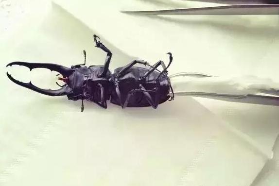 怎么把球形宠物做成标本,什么昆虫可以做宠物