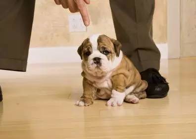 狗狗为什么会吃耳朵,狗狗为什么会吃鸡食