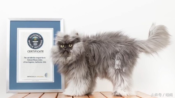 猫咪排名前十的猫,世界最温顺的猫排名榜