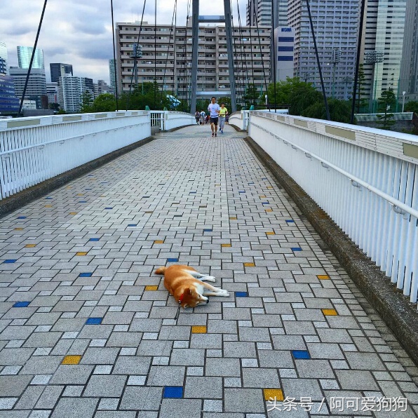 狗狗一牵引就不动怎么办,狗狗一撒手就叫不回来怎么办