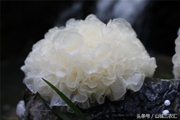 银耳，自己在家中也能培育，轻轻松松吃到健康美味