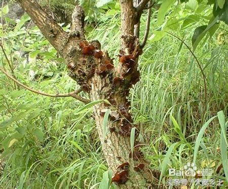 木耳什么样可以采摘,黄山木耳和东北木耳