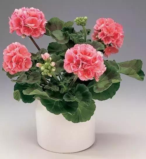 天竺葵不开花怎么办,天竺葵开花到几月份