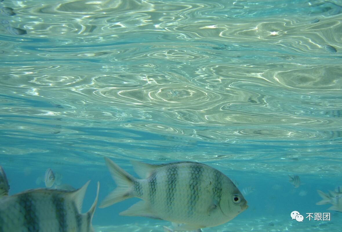 有一片免签处女地,她被新西兰私藏了一个世纪!