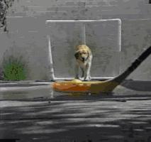 金毛最聪明的一只狗狗,金毛最有灵性是最懂事的狗