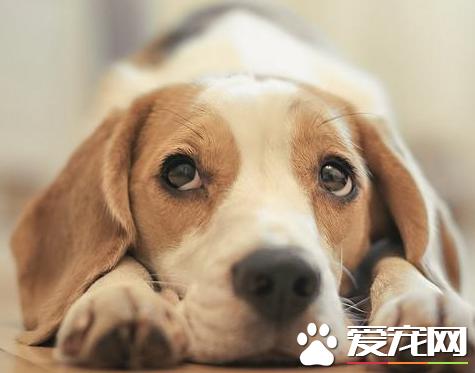 比格犬爱啃东西怎么办,比格犬怎么防止拆家