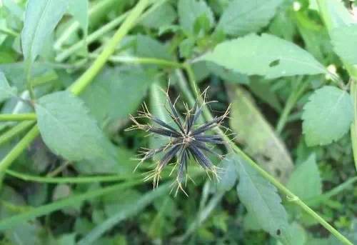 ‍‍‍如东路边42种草，天天踩它，却不知道它们好值钱~