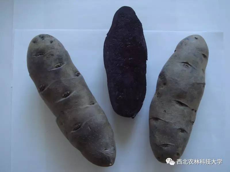 土豆烧牛肉最正宗做法视频,土豆烧牛肉为什么牛肉很硬