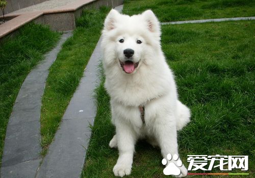 萨摩耶犬能长多么高雄性身高在21到23.5英尺