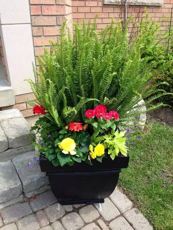 雾霾天气种植什么好养,雾霾天气养什么植物