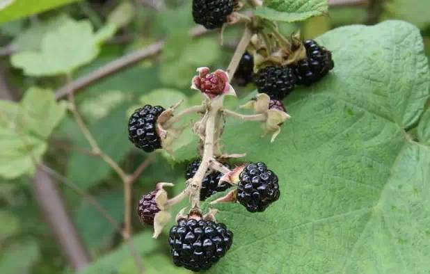 ‍‍‍如东路边42种草，天天踩它，却不知道它们好值钱~