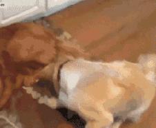 金毛最聪明的一只狗狗,金毛最有灵性是最懂事的狗