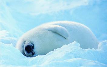 榆林冰雪嘉年华游玩项目介绍,榆林冰雪嘉年华抖音团购