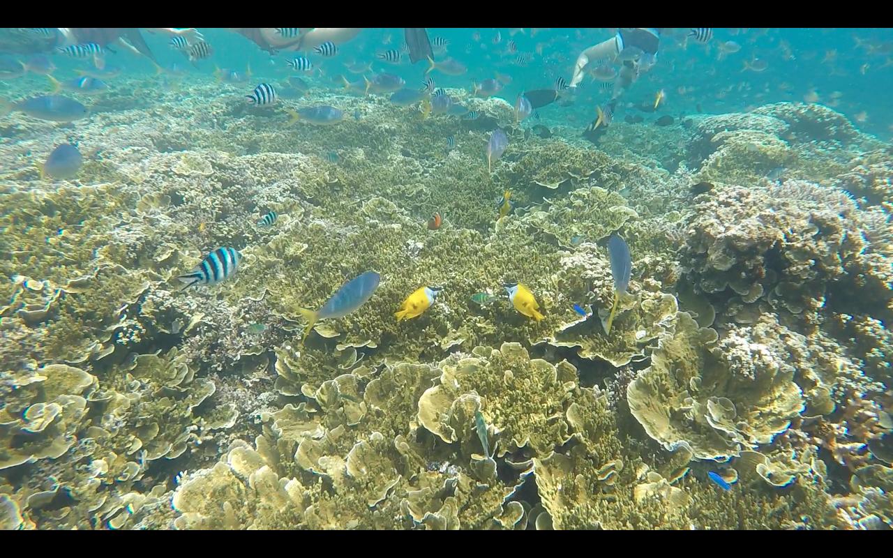 帕劳旅行攻略大全图文,帕劳旅行攻略图文大全