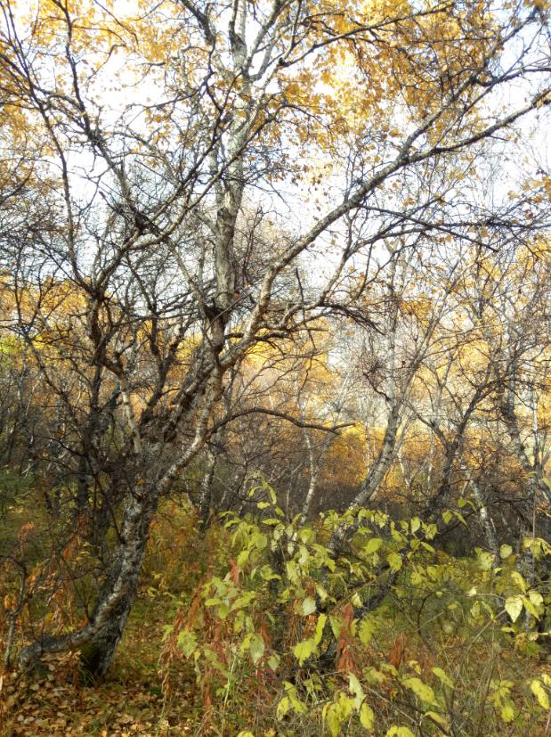 张北天路行,深度还原张北天路