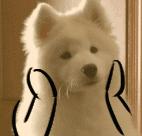 分享·听说圣诞节要来了,吃了这波毒安利