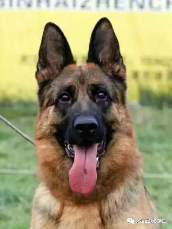 刘阿姨德牧,福多多德牧