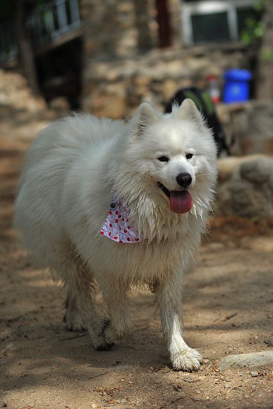 该不该饲养萨摩耶,萨摩耶犬的饲养方法