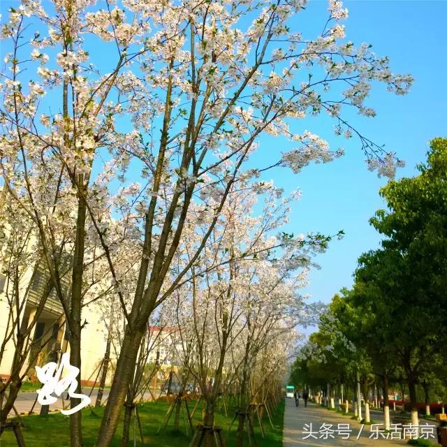 如果可以,请留在南工!浦珠南路30号,留下了我太多的青春!