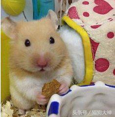 金丝熊饲养注意事项,金丝熊饲养方法和注意事项