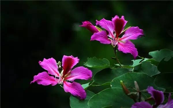 中国各大城市的市花分别是什么,吉林省省会长春市市花是什么