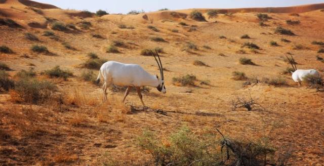 迪拜王子开车去沙漠越野,沙漠越野迪拜沙漠汽车赛