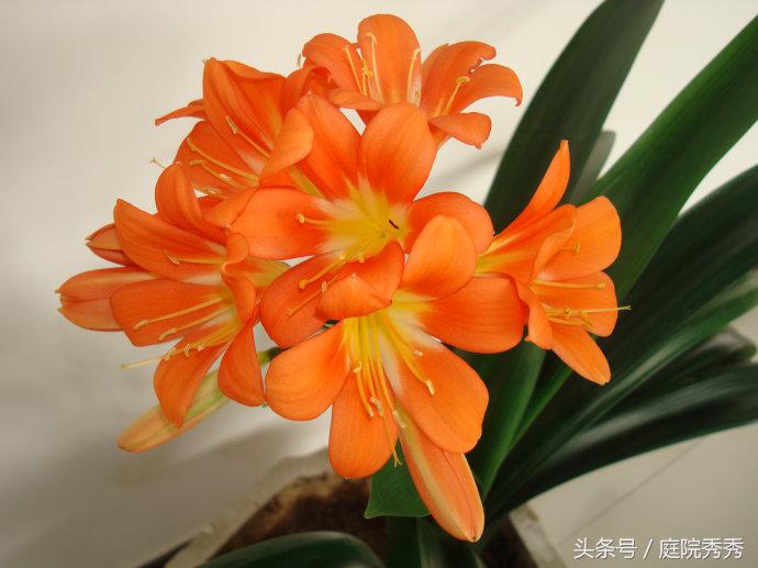 烟灰弹到花盆里好不好,烟灰放花盆里养花行吗