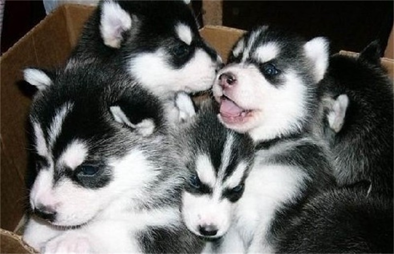 终于相信几十块买到哈士奇了,家中一窝狗崽被奶奶50一只贱卖了