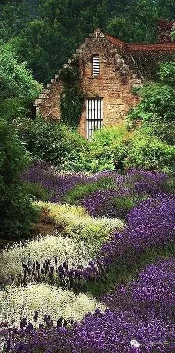 新年赏国花,世界各地最美的国花