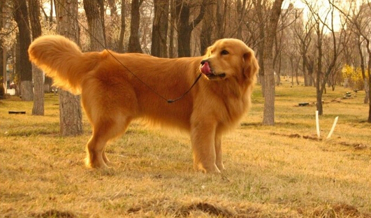 高智商的犬种,高智商的金毛犬视频