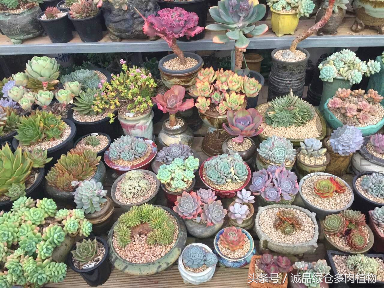 韩国正品直邮到手,韩国直邮多肉开箱