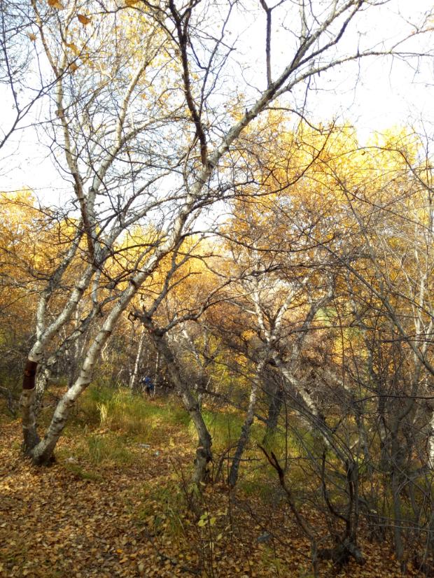 张北天路行,深度还原张北天路